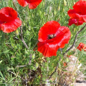 Photographie n°2409480 du taxon Papaver rhoeas L.