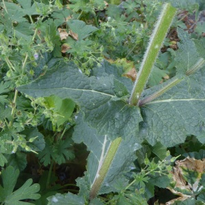  - Salvia nemorosa subsp. nemorosa