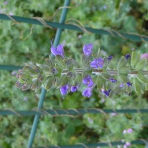  - Salvia nemorosa subsp. nemorosa