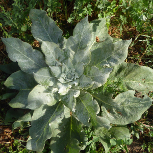 Photographie n°2409495 du taxon Verbascum thapsus L. [1753]