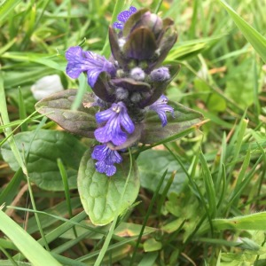 Photographie n°2409497 du taxon Ajuga reptans L. [1753]