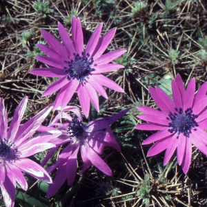 Anemonoides apennina (L.) Holub (Anémone bleue)