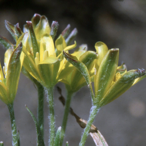 Gagea ramulosa A.Terracc. (Gagée douteuse)