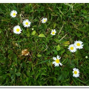 Photographie n°2409543 du taxon Bellis perennis L. [1753]