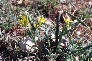 Liliane Roubaudi, le 20 avril 2004 (Zafferana Etnea)