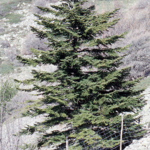 Photographie n°2409548 du taxon Abies nebrodensis (Lojac.) Mattei [1908]