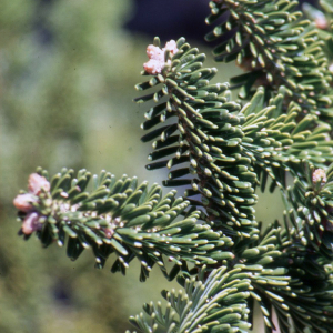 Photographie n°2409552 du taxon Abies nebrodensis (Lojac.) Mattei [1908]