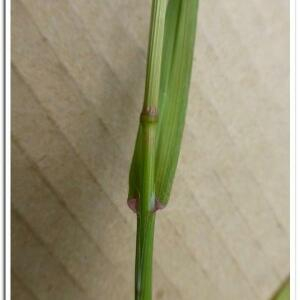 Photographie n°2409558 du taxon Anisantha sterilis (L.) Nevski [1934]