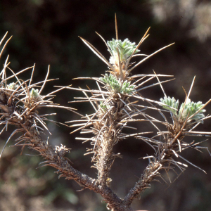  - Astragalus nebrodensis (Guss.) Strobl [1887]