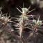  Liliane Roubaudi - Astragalus nebrodensis (Guss.) Strobl [1887]