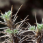  Liliane Roubaudi - Astragalus nebrodensis (Guss.) Strobl [1887]