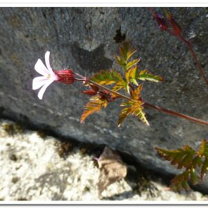 Photographie n°2409569 du taxon Geranium robertianum L. [1753]