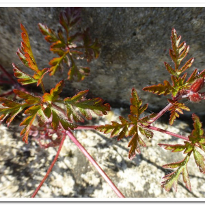 Photographie n°2409570 du taxon Geranium robertianum L. [1753]