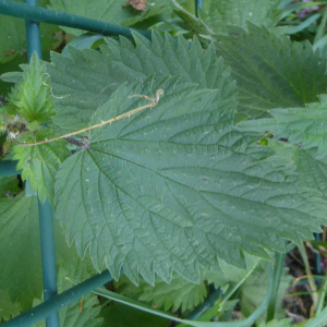 Photographie n°2409574 du taxon Urtica dioica L. [1753]