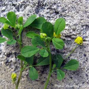 Photographie n°2409813 du taxon Medicago lupulina L. [1753]