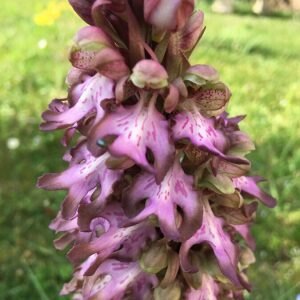 Photographie n°2409814 du taxon Himantoglossum robertianum (Loisel.) P.Delforge