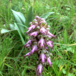 Photographie n°2409821 du taxon Himantoglossum robertianum (Loisel.) P.Delforge