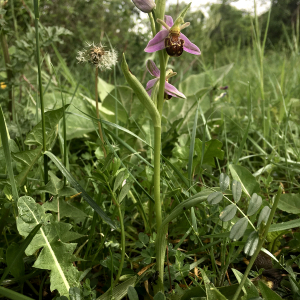 Photographie n°2409879 du taxon Ophrys apifera Huds.