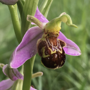 Photographie n°2409884 du taxon Ophrys apifera Huds.