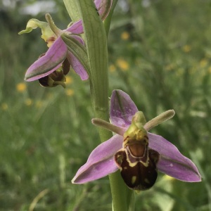 Photographie n°2409885 du taxon Ophrys apifera Huds.