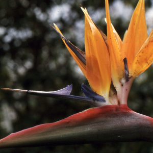 Strelitzia reginae Banks ex W.T.Aiton