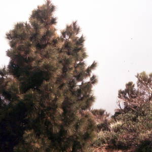 Photographie n°2410069 du taxon Pinus canariensis C.Sm. [1828]