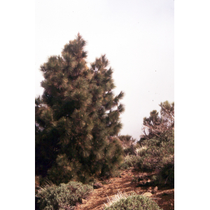 Pinus canariensis C.Sm.