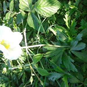 Photographie n°2410081 du taxon Anemone sylvestris L. [1753]