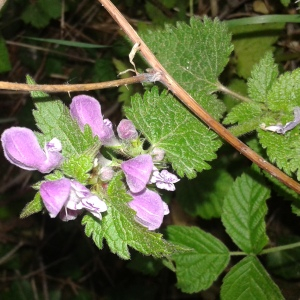 Photographie n°2410109 du taxon Lamium maculatum (L.) L. [1763]