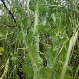 Photographie n°2410159 du taxon Silybum marianum (L.) Gaertn.