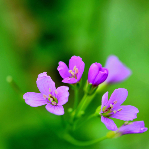 Photographie n°2410190 du taxon Lunaria annua L. [1753]