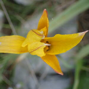 Photographie n°2410215 du taxon Tulipa sylvestris subsp. australis (Link) Pamp.