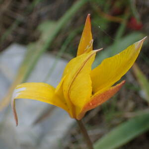 Photographie n°2410217 du taxon Tulipa sylvestris subsp. australis (Link) Pamp.