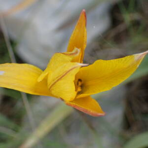 Photographie n°2410218 du taxon Tulipa sylvestris subsp. australis (Link) Pamp.