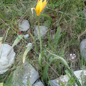 Photographie n°2410219 du taxon Tulipa sylvestris subsp. australis (Link) Pamp.