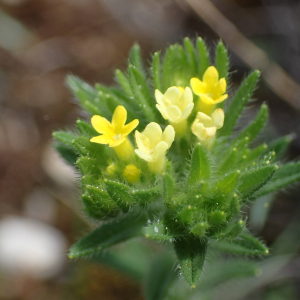 Photographie n°2410228 du taxon Neatostema apulum (L.) I.M.Johnst.