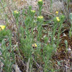 Photographie n°2410238 du taxon Neatostema apulum (L.) I.M.Johnst.