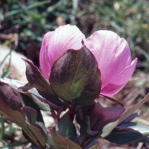 Photographie n°2410449 du taxon Paeonia mascula (L.) Mill. [1768]