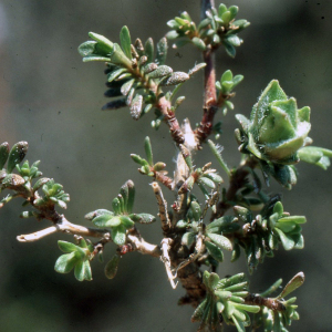 Thymus spinulosus Ten.