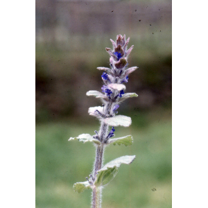 Ajuga orientalis L.