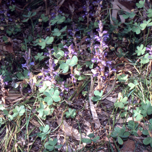 Photographie n°2410501 du taxon Orobanche ramosa L. [1753]