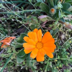 Photographie n°2410508 du taxon Calendula arvensis L. [1763]