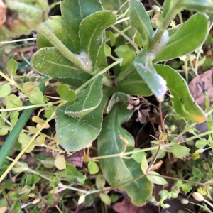 Photographie n°2410509 du taxon Calendula arvensis L. [1763]