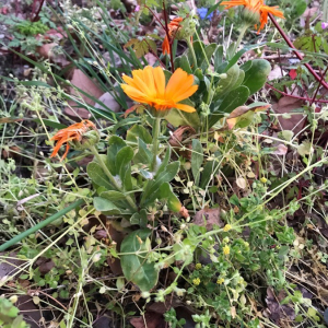 Photographie n°2410510 du taxon Calendula arvensis L. [1763]