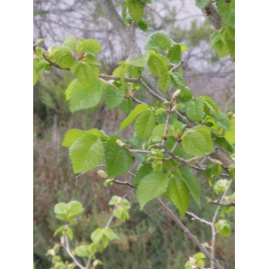 Ulmus carpinifolia Gled.