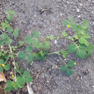 Photographie n°2410600 du taxon Medicago lupulina L.