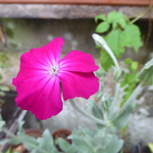 Photographie n°2410606 du taxon Lychnis coronaria (L.) Desr. [1792]