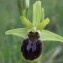  Hugo Santacreu - Ophrys aranifera Huds. [1778]