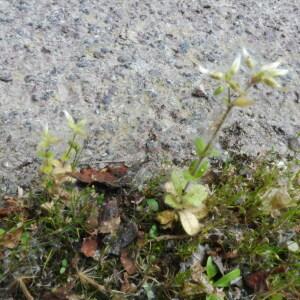 Photographie n°2410628 du taxon Cerastium glomeratum Thuill.