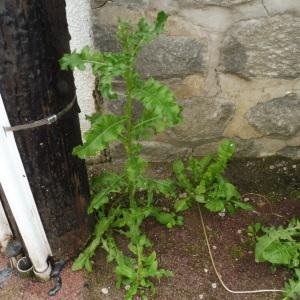 Photographie n°2410637 du taxon Cirsium arvense (L.) Scop.